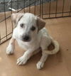 Ivy and another Ivory! BOTH ADOPTED