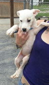 Ivy and another Ivory! BOTH ADOPTED