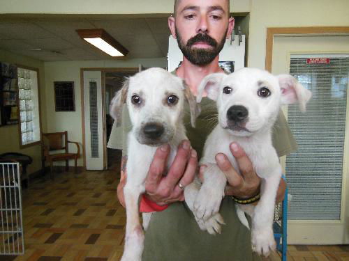 Ivy and another Ivory! BOTH ADOPTED