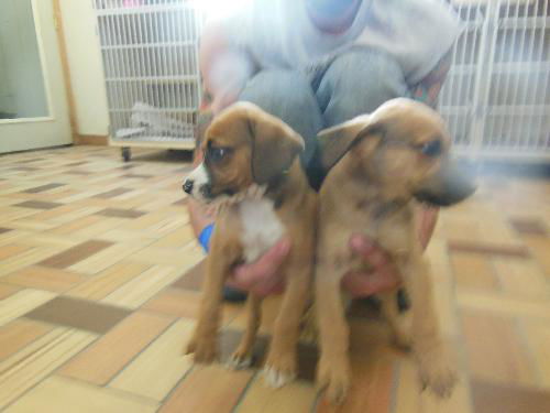 Jack and Jill BOTH ADOPTED