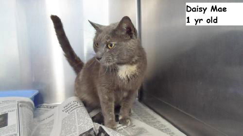 Daisy Mae ADOPTED