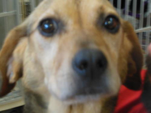 Valentine ADOPTION PENDING