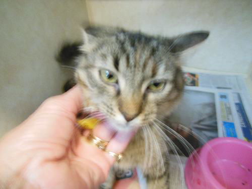 Fluffy ADOPTED