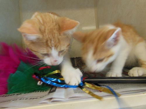 Tammys Twins ADOPTED TOGETHER WOO HOO