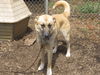 Jackie ADOPTED
