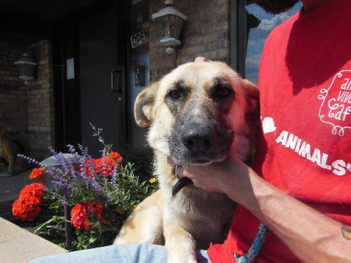 Jackie ADOPTED