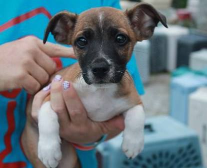 Ferris ADOPTED