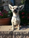 Farah ADOPTED!!!!