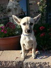 Farah ADOPTED!!!!