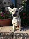 Farah ADOPTED!!!!