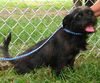 Zoe ADOPTED
