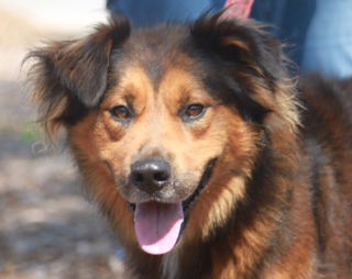 Mac Tested today OK with cats ADOPTED