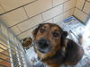 Mac Tested today OK with cats ADOPTED