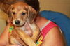 Hannah and her 7 pups HANNAH & 4 Pup ADOPTED