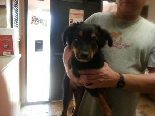 Mack ADOPTED