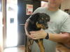 Mack ADOPTED