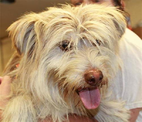Tanner ADOPTED