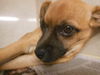 Pabst ADOPTED