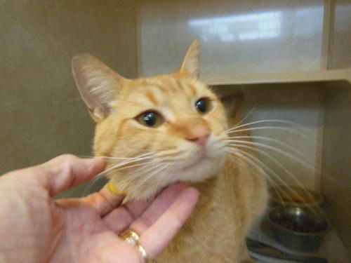 Tammy's Jackson ADOPTED