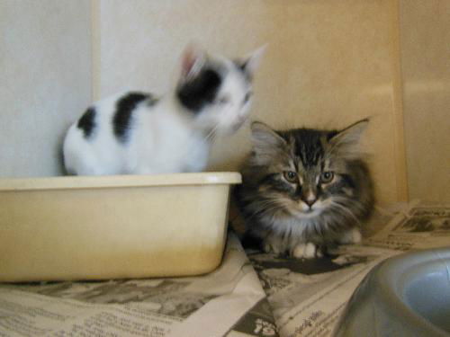 Fluff and Binkers