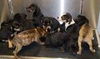 Flash Mob Pups