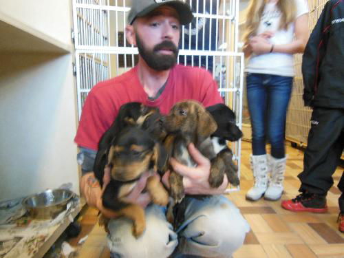 Flash Mob Pups