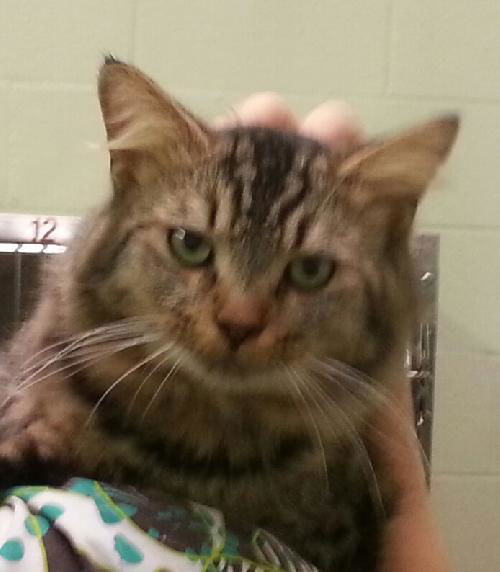 Mac ADOPTED