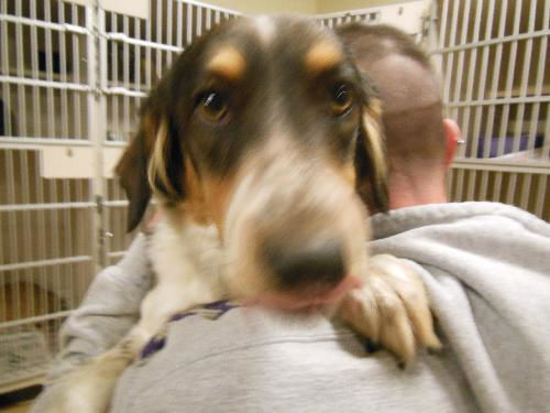 Farrah ADOPTED