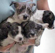 cairn mix pups