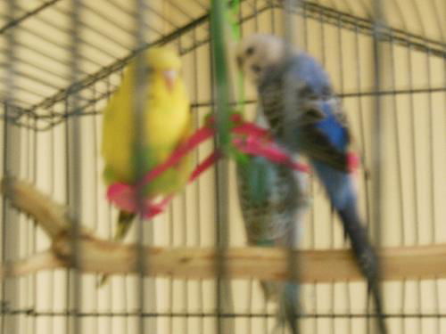 Pair of Keets ADOPTED