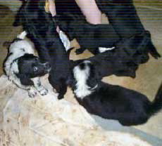 lab mix litter