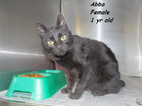 Abba ADOPTED