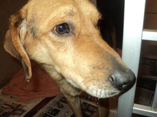 Fella ADOPTED