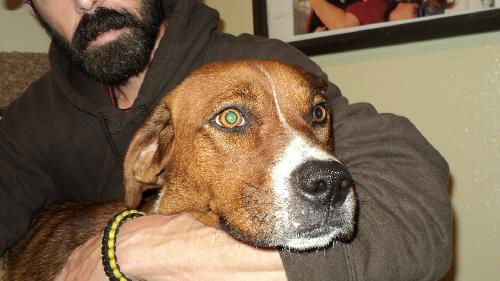 Tara aka Mama Dog ADOPTED
