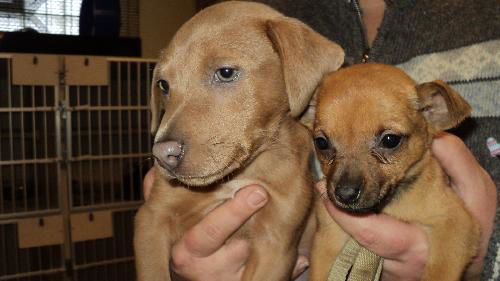 Jack and Jill BOTH ADOPTED