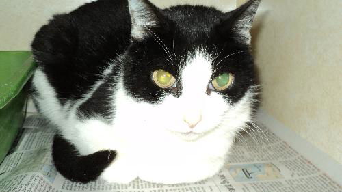 Darcie ADOPTED