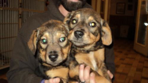 Mabel and Mary BOTH ADOPTED