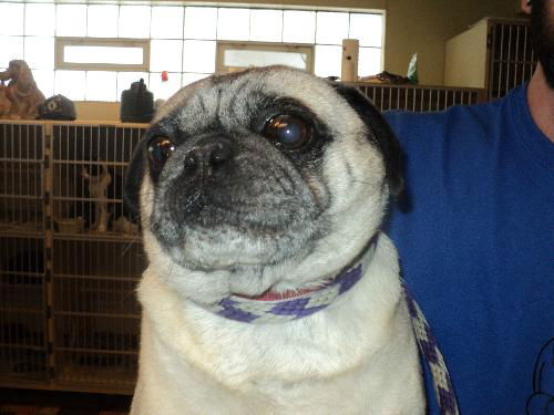 Jackie ADOPTED