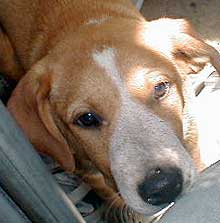 Dan