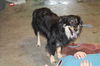 Zander ADOPTED