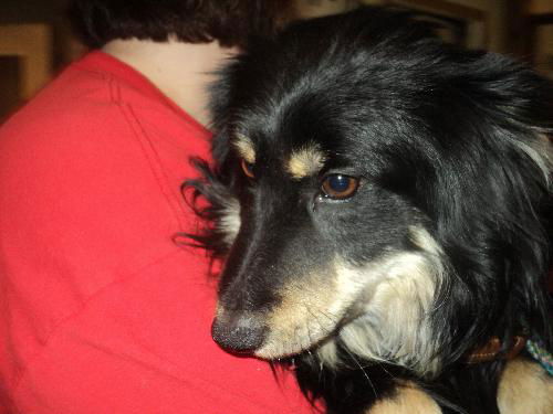 Zander ADOPTED