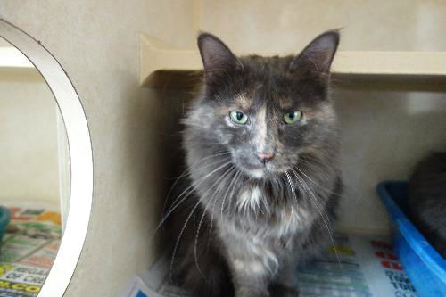 Daisy ADOPTED