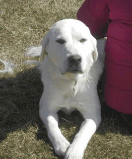 Izzy ADOPTED