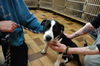 Ice Cream ADOPTED