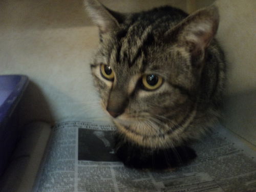 Violet ADOPTED