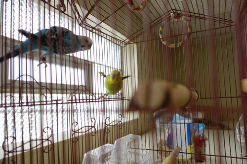 Pair of Keets ADOPTED