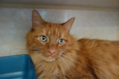 Jake ADOPTED