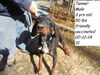 Tanner ADOPTED