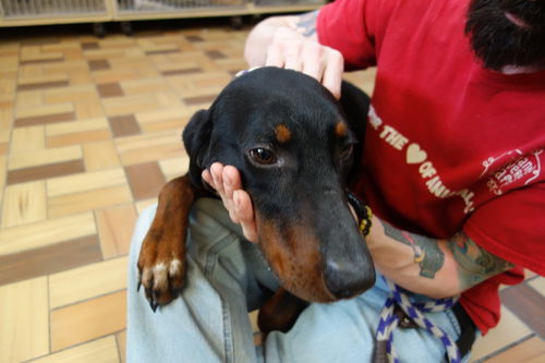 Tanner ADOPTED