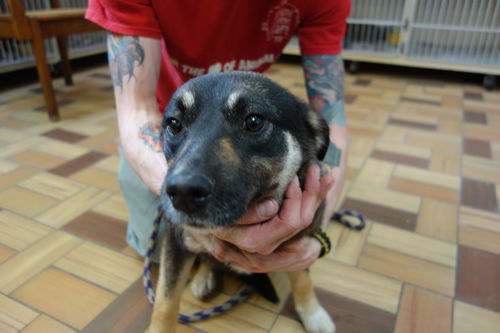 Jacqueline ADOPTED